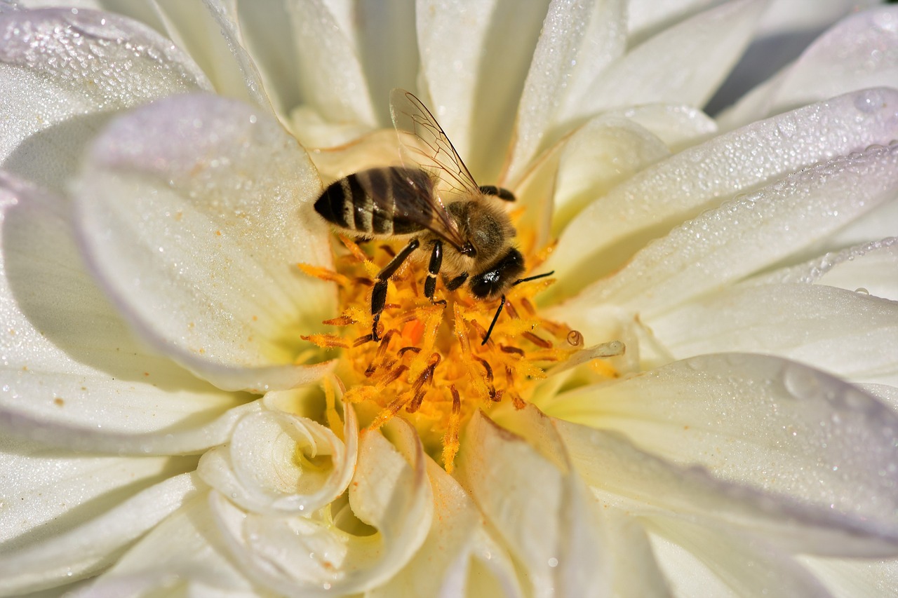 The Benefits of Urban Beekeeping